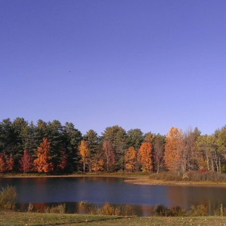 scenic view of trees and lake in the fall